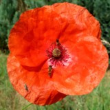 1706F 37 Gronau-Bielefeld